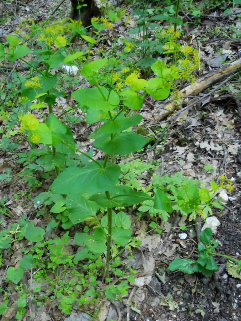 Nel sottobosco - Smyrnium perfoliatum